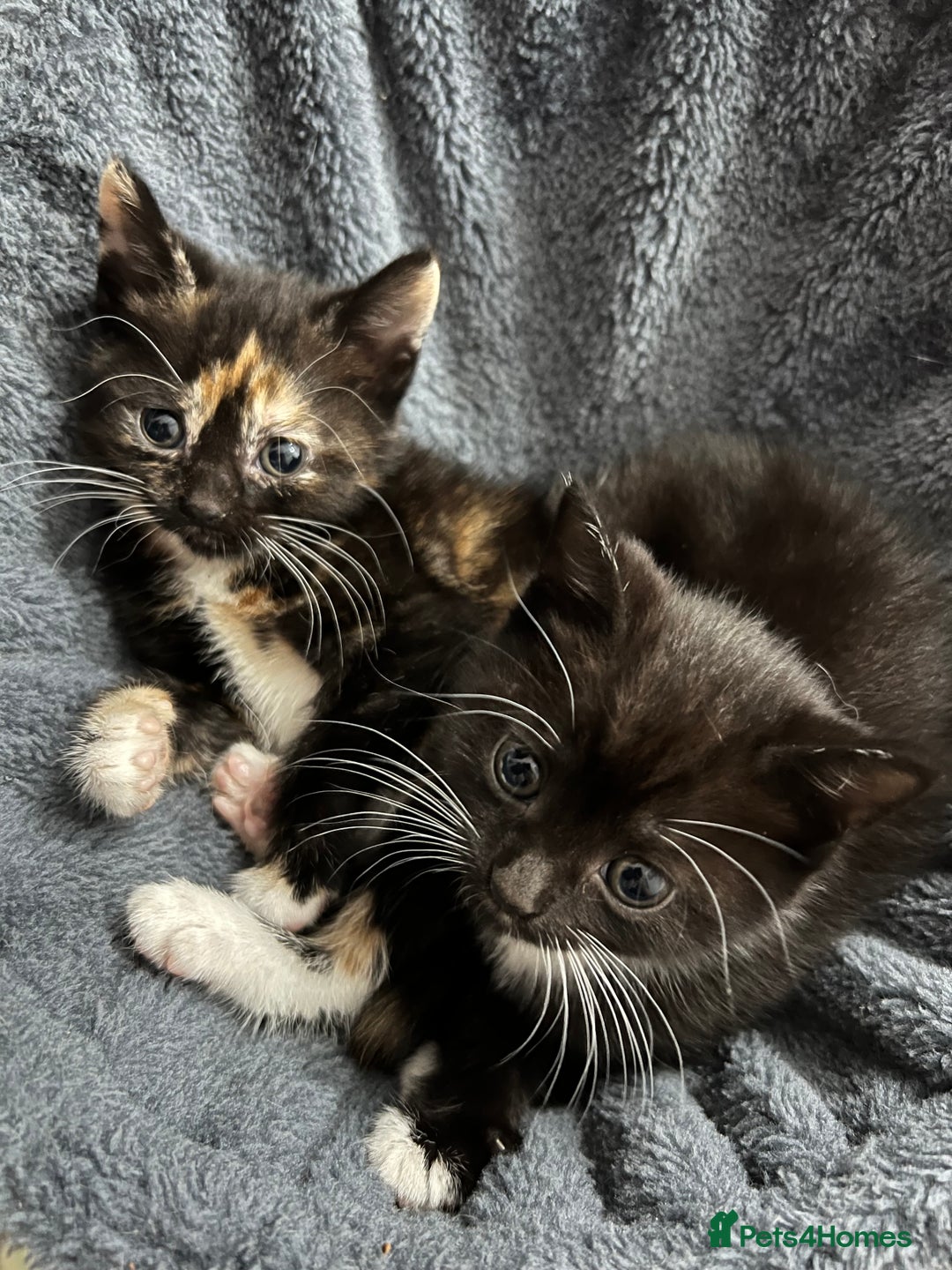 Mixed Breed cats for sale: 🚨Gorgeous babies for sale🚨 - Image 1