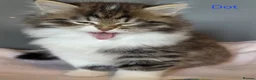 Siberian cats for sale: GCCF pedigree Siberian Tabby kittens - Advert 4