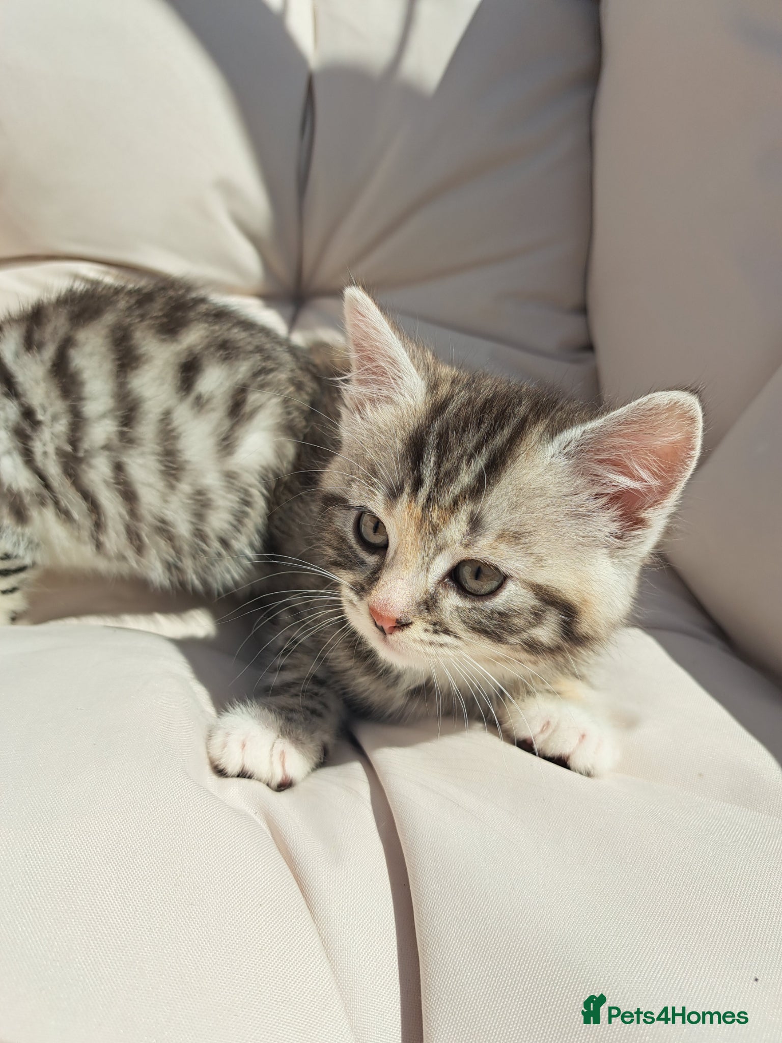 British Shorthair cats Fluffy Tigers (Last Two) - Advert 2