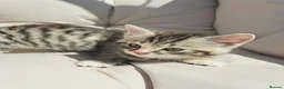 British Shorthair cats for sale: Fluffy Tigers (Last Two) - Advert 2