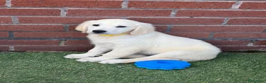 Golden Retriever 1