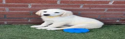 Golden Retriever dogs for sale: Kc reg golden retriever puppies  - Advert 9
