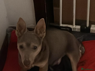 Mixed Breed dogs Stunning jack x borders ❤️❤️❤️ - Advert 1