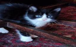 Mixed Breed cats for sale: Adorable kittens looking for loving homes - Image 14