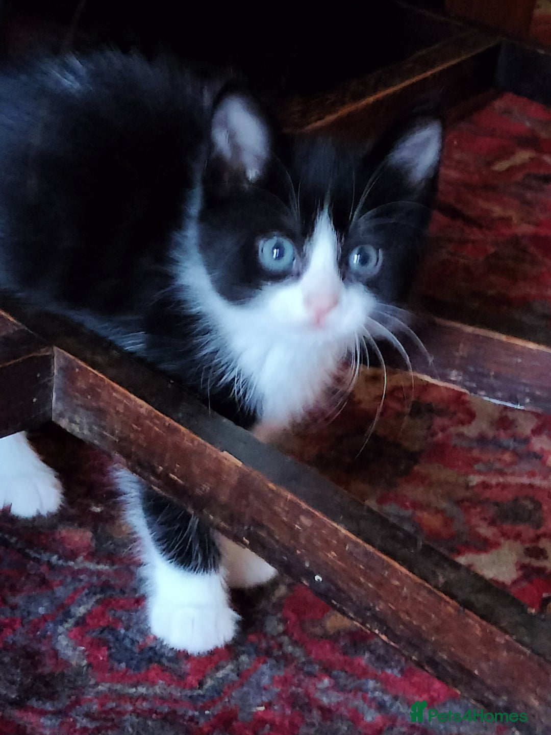 Mixed Breed cats for sale: Adorable kittens looking for loving homes - Image 14
