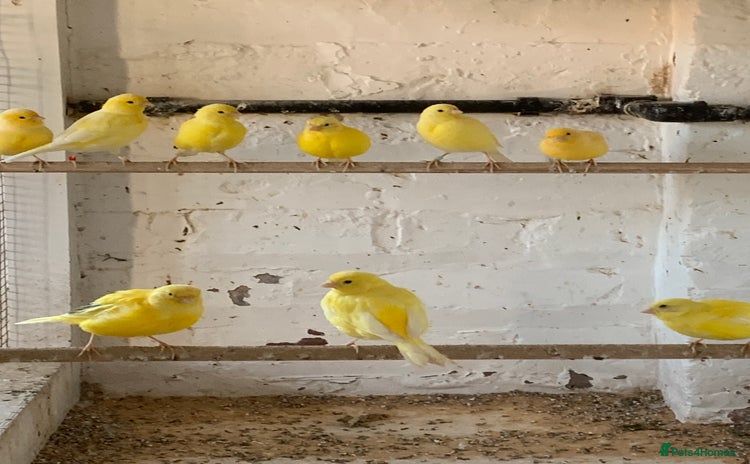 Canaries birds - Advert 1