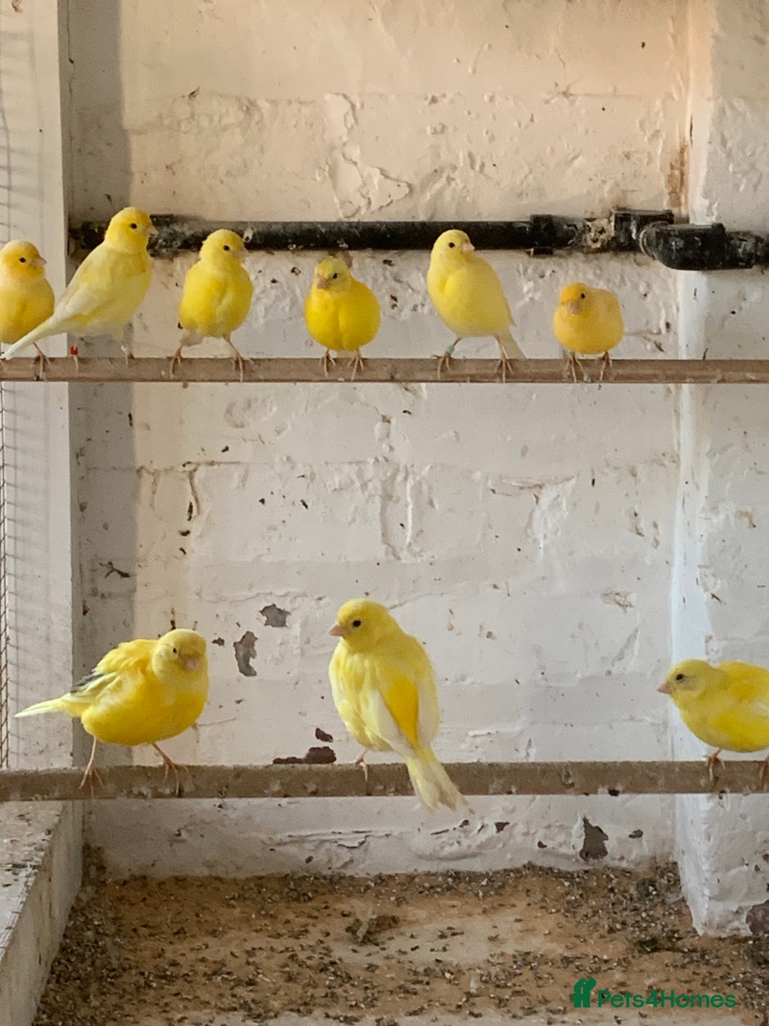 Canaries birds for sale: Fife canary’s  - Image 1