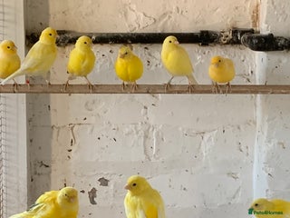 Canaries birds - Advert 12