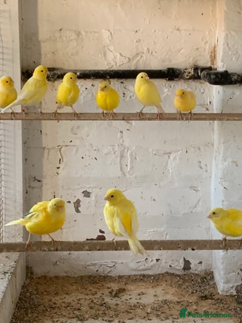 Canaries birds - Advert 18