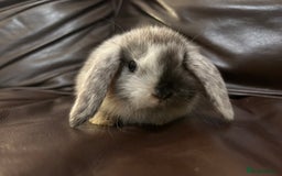 Mini Lop rabbits for sale: Lovely baby minilops for sale  - Image 14
