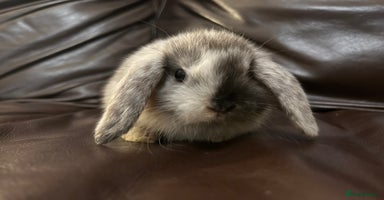Mini Lop rabbits - Advert 9