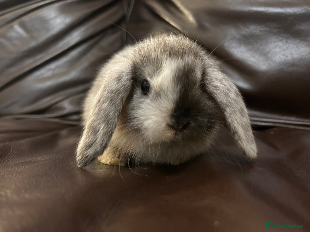 Mini Lop rabbits for sale: Lovely baby minilops for sale  - Image 14