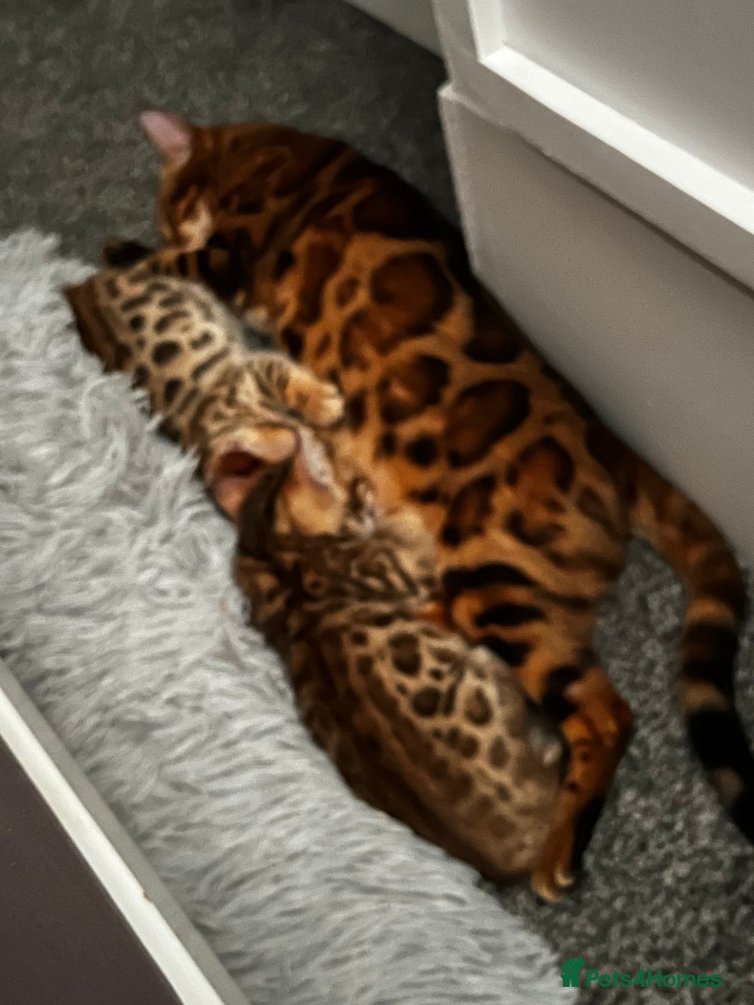 Bengal cats for sale: 2 lovable bengal brothers - Advert 15