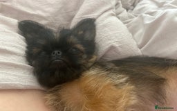 Griffon Bruxellois dogs for sale: Wolfy - Image 14