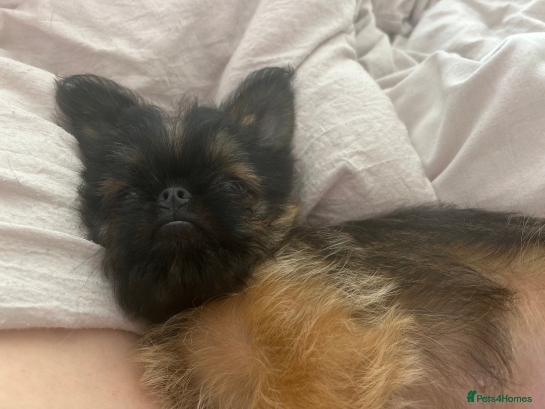 Griffon Bruxellois dogs for sale: Wolfy - Image 14
