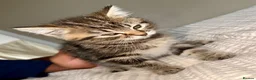 Persian cats for sale: READY TO LEAVE - Persian Kittens  - Advert 19