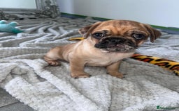 Pug dogs for sale: PUG PUPPYS READY TO GO !!!! - Advert 21