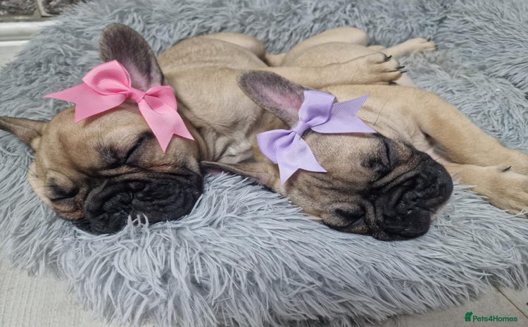 French Bulldog dogs - Advert 9