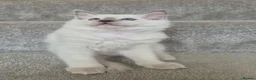 Ragdoll cats for sale: Pure White Raggdol - Advert 14