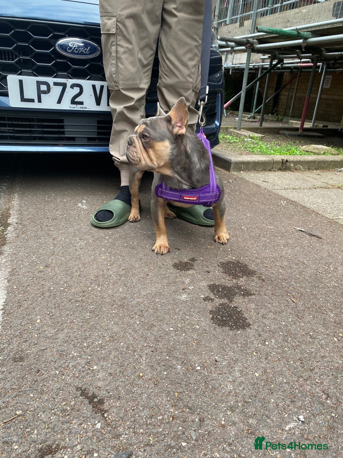 French Bulldog dogs True type french bulldog  - Advert 19
