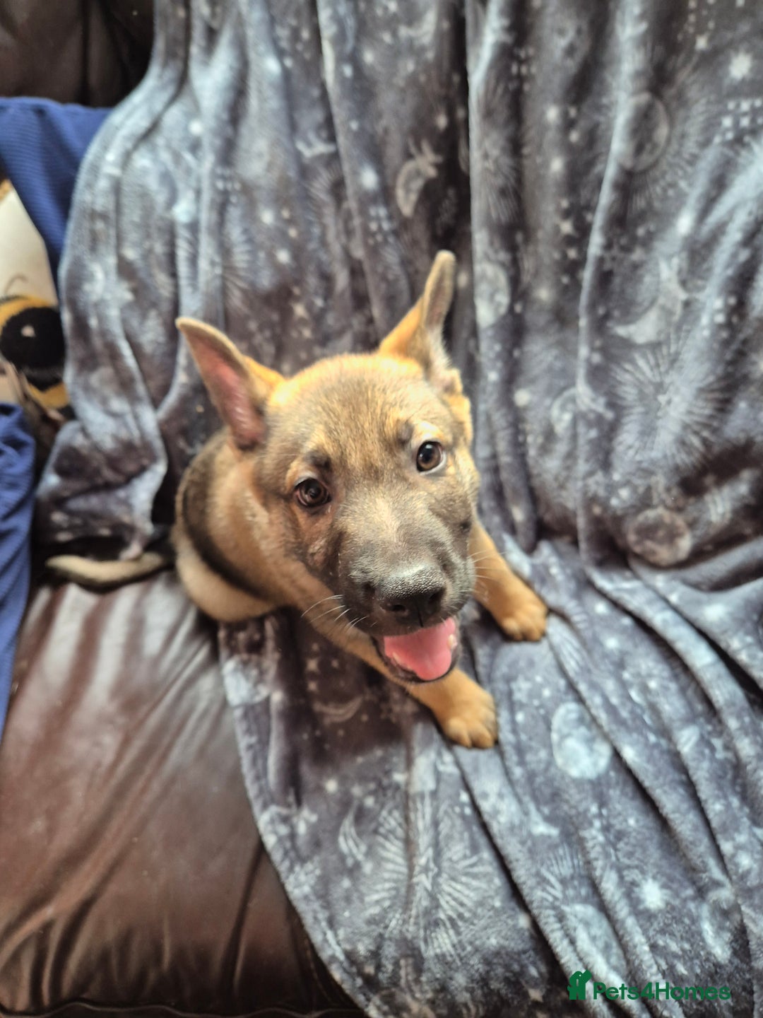 German Shepherd dogs for sale: German Shepard Puppy's 9 weeks  - Image 5