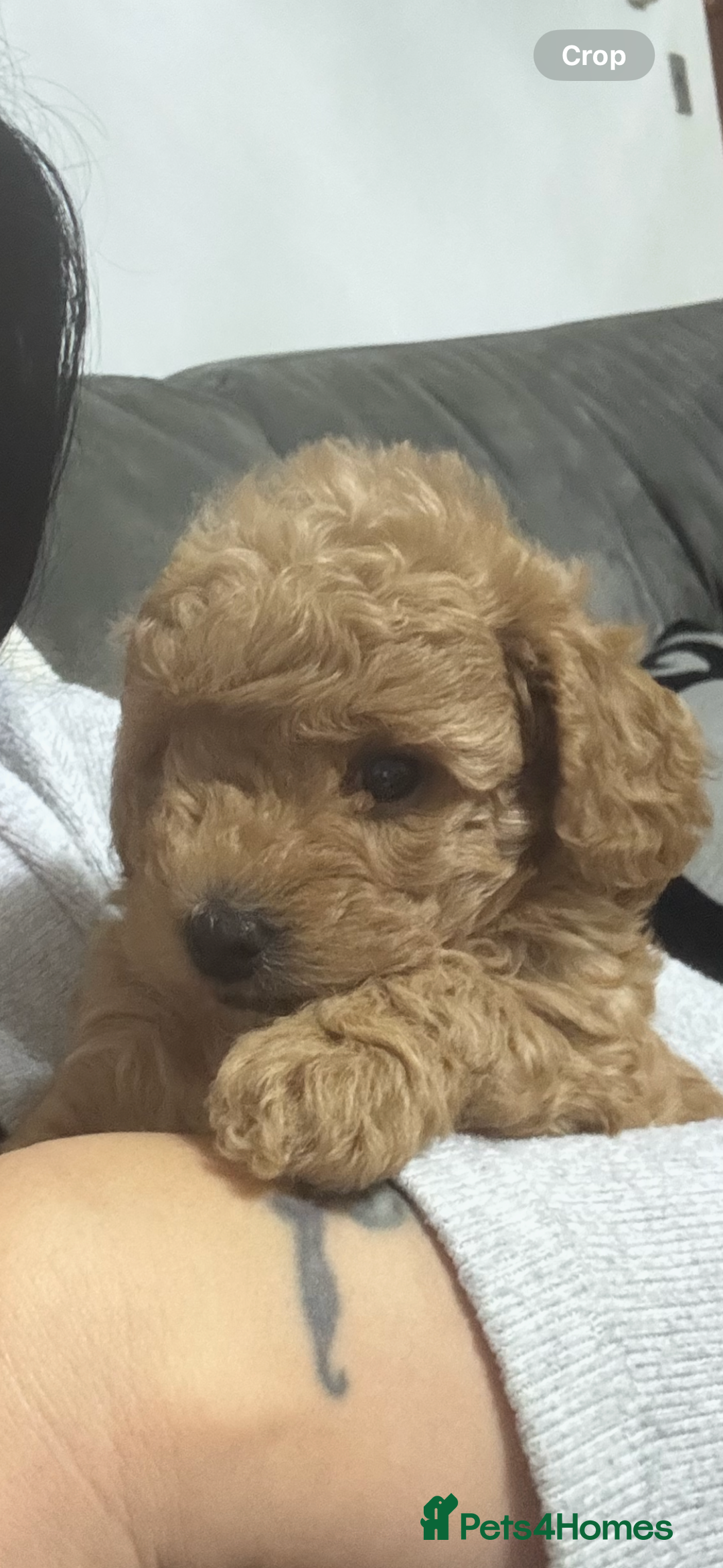 Toy Poodle dogs for sale: Stunning toy poodles  - Image 25