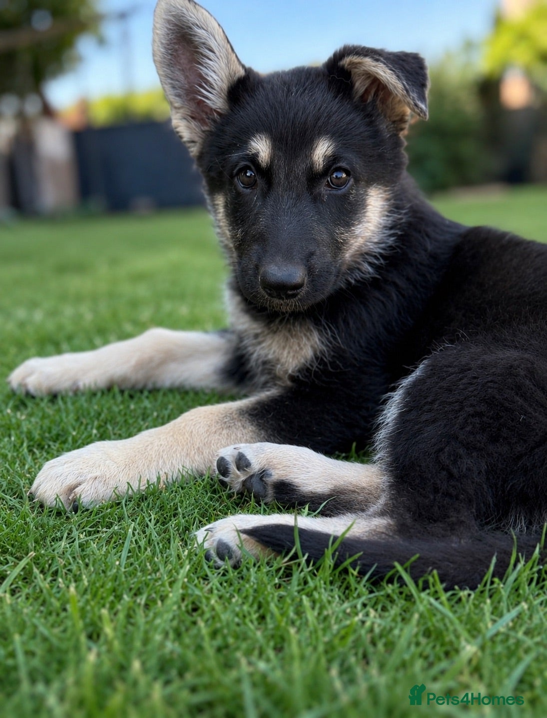 German Shepherd dogs German Shepard puppies  - Advert 13