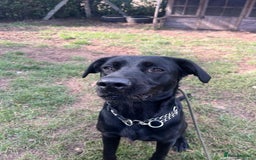 Labrador Retriever dogs for adoption: Ben   - Image 4