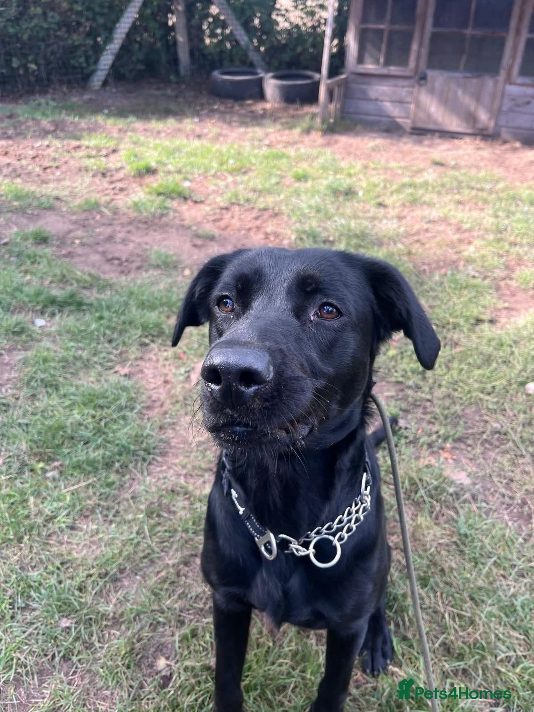 Labrador Retriever dogs for adoption: Ben   - Image 4