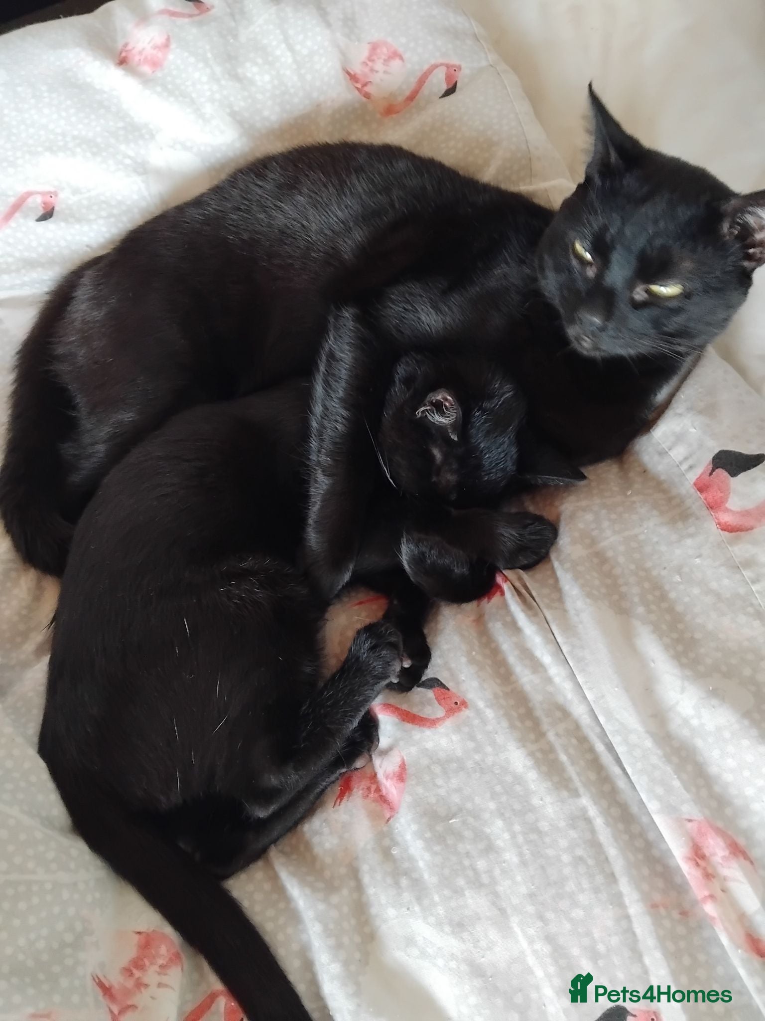 British Shorthair cats Kittens for sale - Advert 1