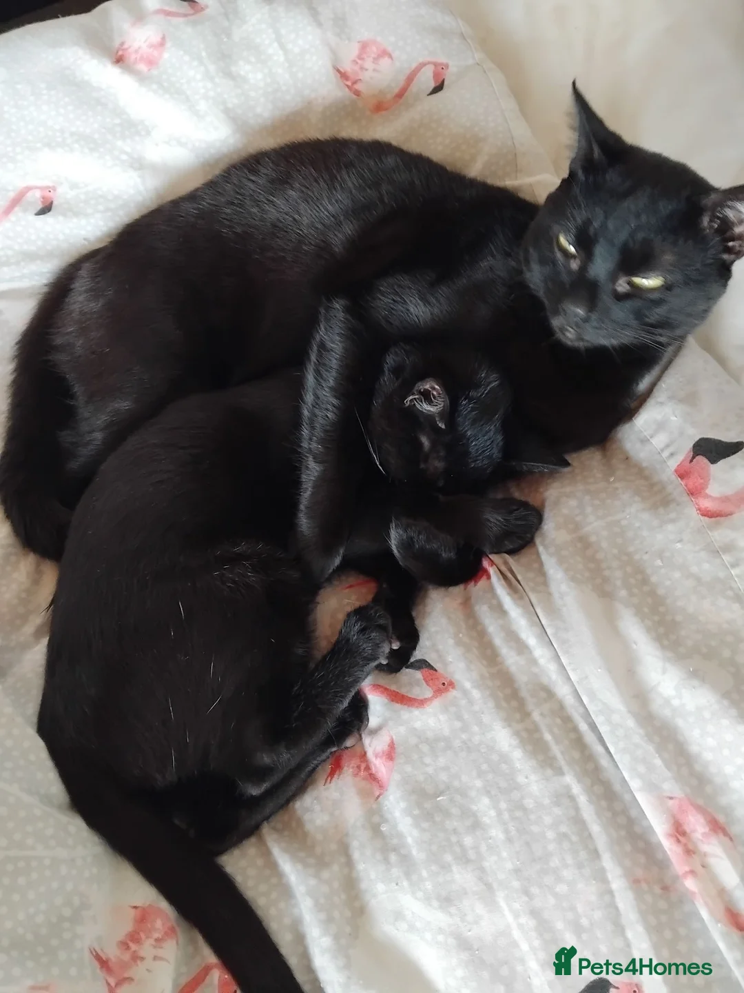 British Shorthair cats for sale: Kittens for sale - Advert 1