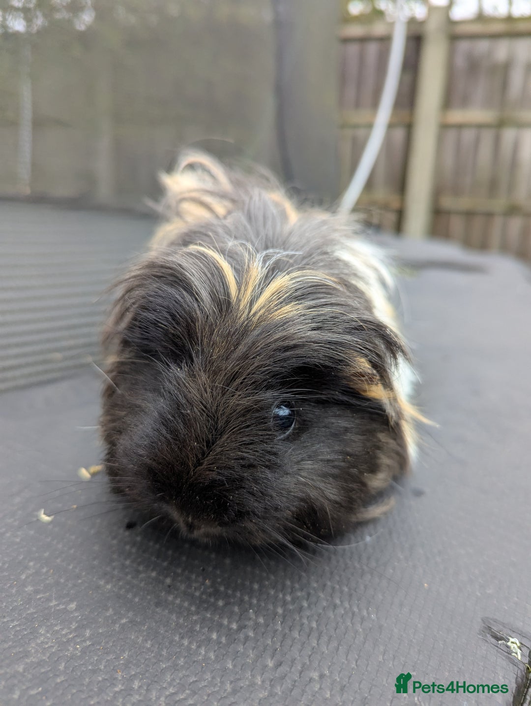 Guinea Pig rodents for sale: Sheltie guinea pig looking for a new home + friend - Advert 6