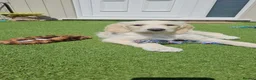 Double Doodle dogs for sale: Double Doodle Puppies (Hypoallergenic) - Advert 17