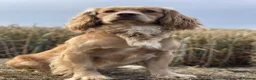 Cocker Spaniel dogs for sale: WAITING LIST - KC Reg Working Cocker Spaniels - Advert 3