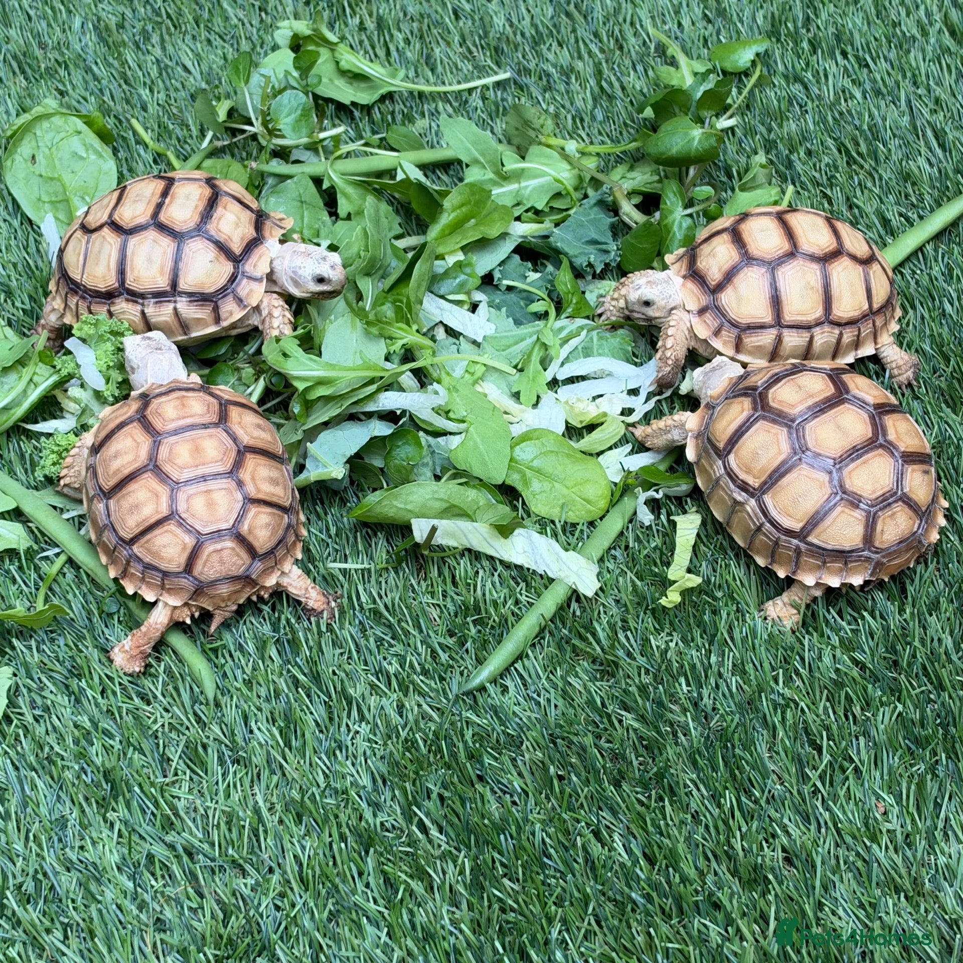 Tortoise reptiles 🐢 VARIOUS TORTOISES 🐢 - Advert 1