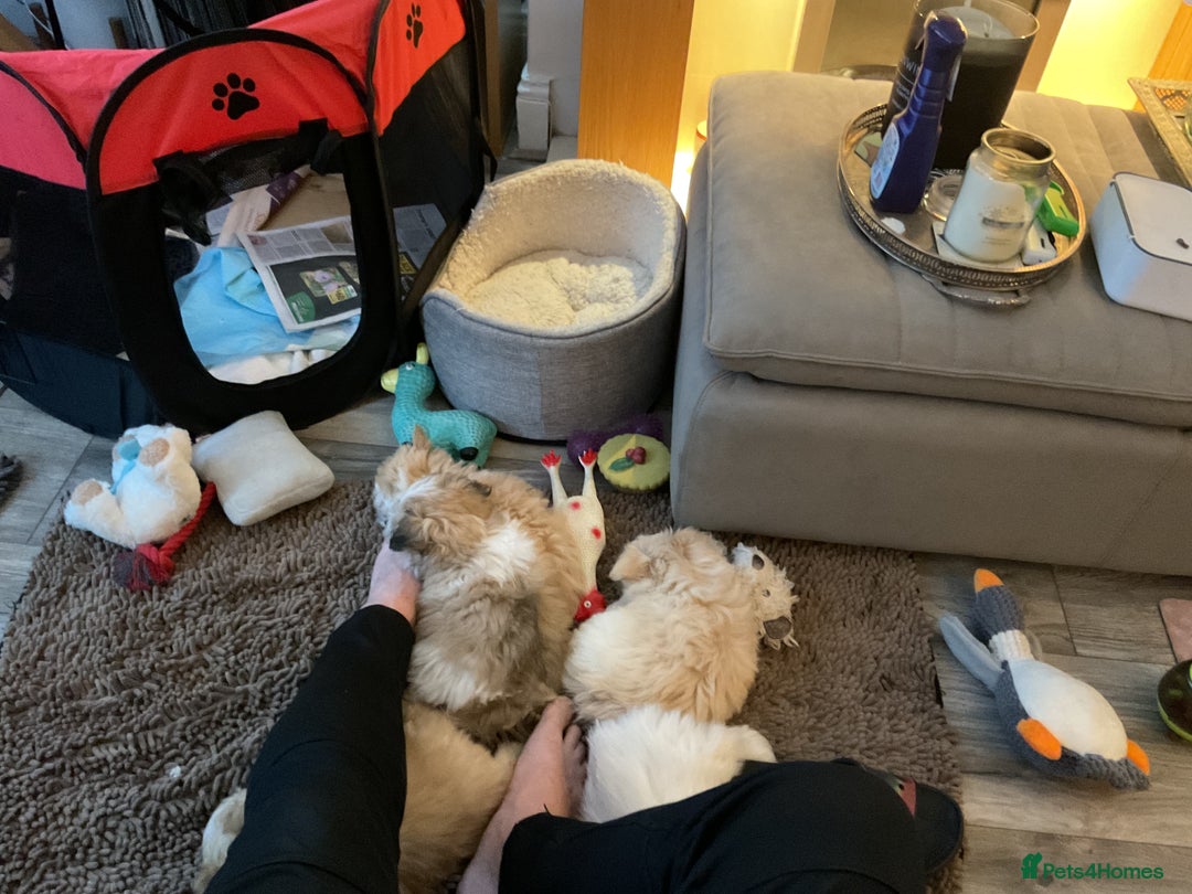 Mixed Breed dogs for sale: Malti-Pom Puppies - £1200 - Advert 23