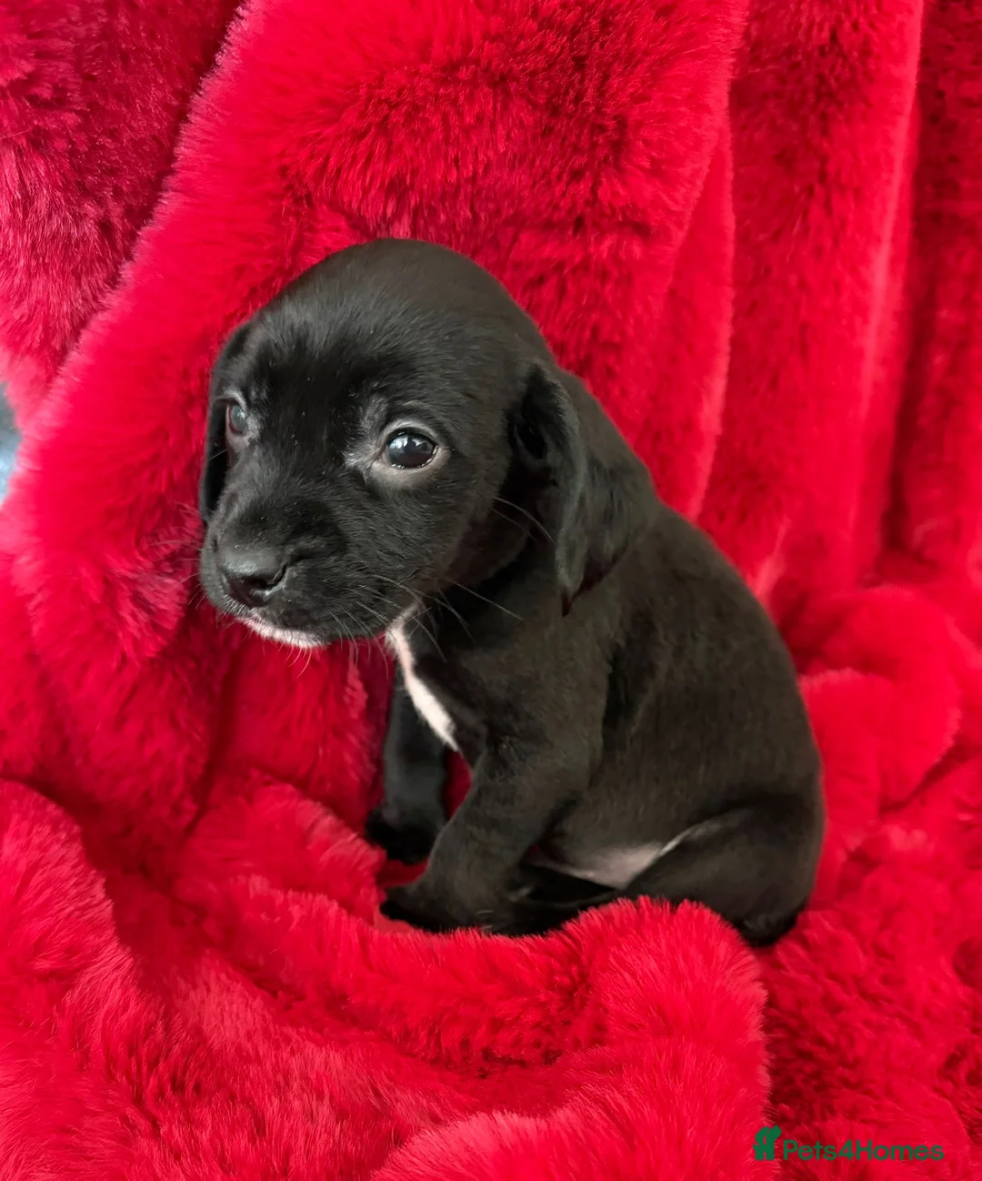 Mixed Breed dogs for sale: 2 boys 2 girls springer jacks ready now  - Advert 13