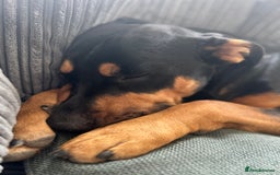 Mixed Breed dogs for sale: Beautiful dog needing forever home - Image 6
