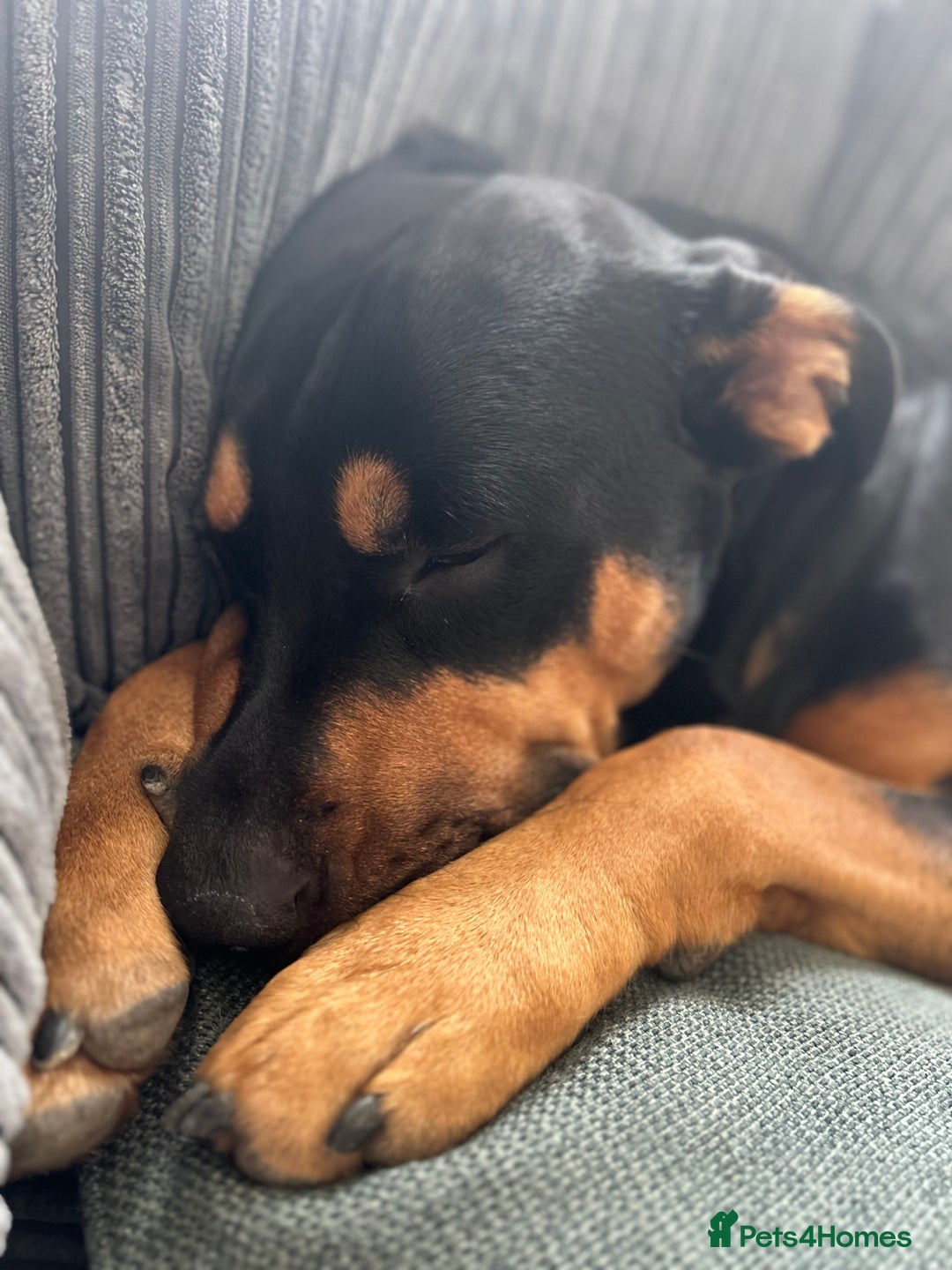 Mixed Breed dogs for sale: Beautiful dog needing forever home - Image 6