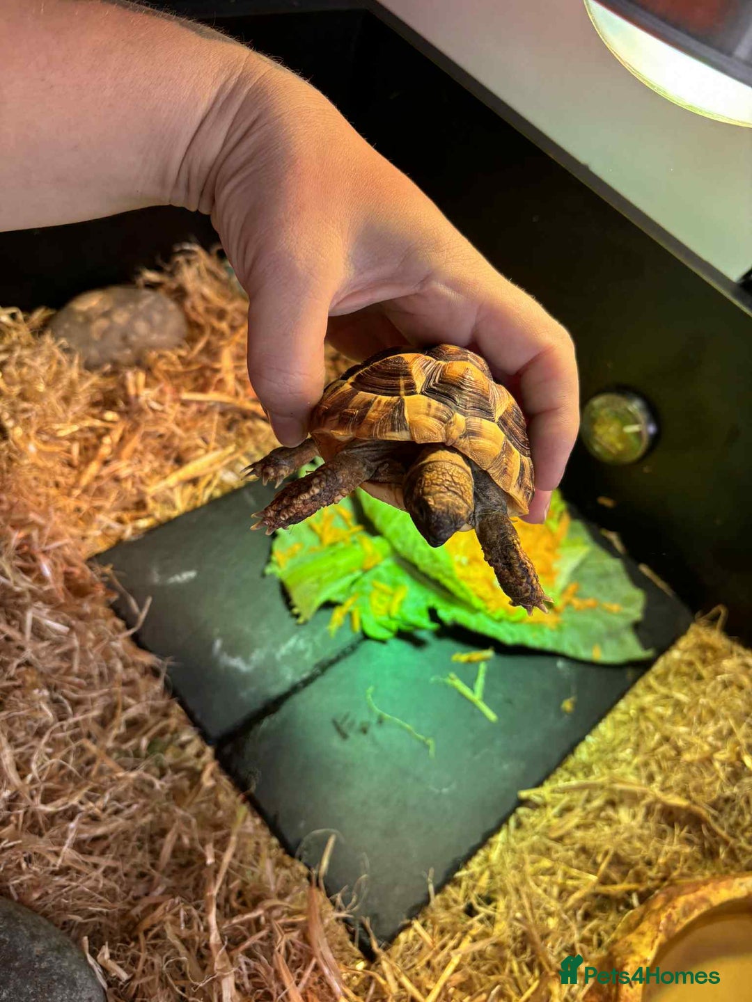 Turtle reptiles for sale: Horsefield turtle - Image 2