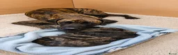 Great Dane dogs for sale: ONLY 2 GIRLS,1 BOY BRINDLE GREAT DANES BORN 4/6/26 - Advert 3
