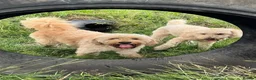 Mixed Breed dogs for sale: Golden Doodle X  - Advert 4