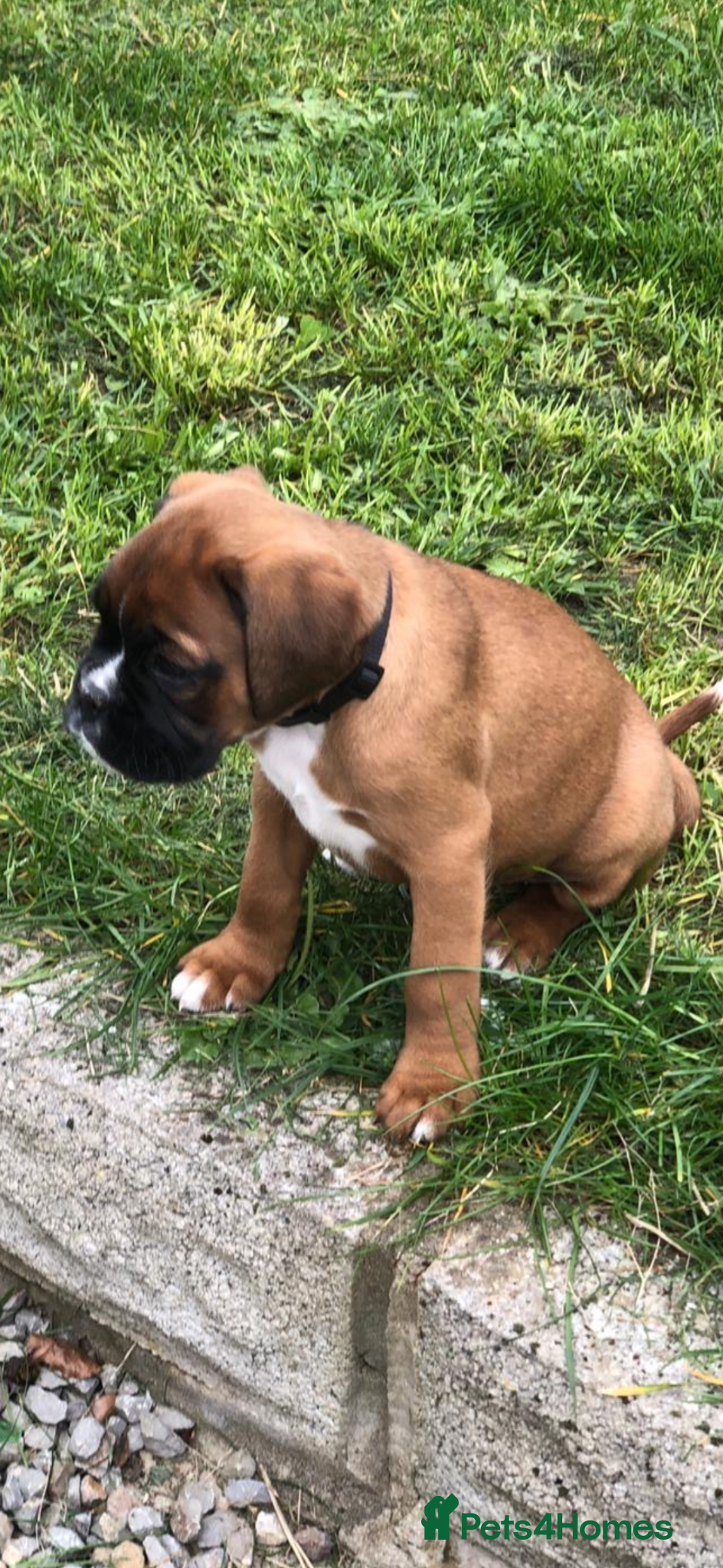 Boxer dogs Boxer pups  - Advert 1