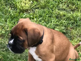 Boxer dogs Boxer pups - Advert 1