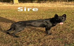 German Shepherd dogs for sale: Exceptional KC Reg DDR GSD Puppies Rare Bloodlines - Image 4