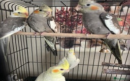 Cockatiels birds for sale: Cockatiels  - Image 2