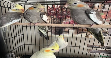 Cockatiels birds - Advert 5