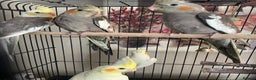 Cockatiels birds for sale: Cockatiels (silvercrest cockatiels doncaster) - Advert 3