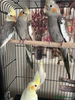 Cockatiels birds - Advert 6