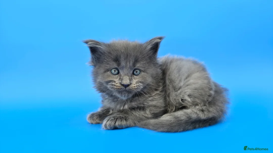 Maine Coon cats for sale: Tica Beautiful Maine Coon Kittens  - Advert 1